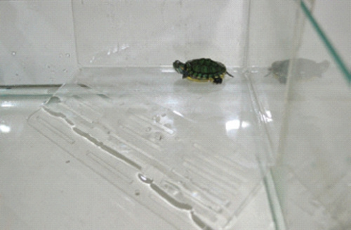 Плотик для черепах на стен акв угловой h21*16*20см