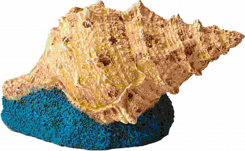 Декорация H2SHOW Ракушка